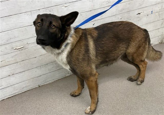CLEO - German Shepherd Dog available for adoption