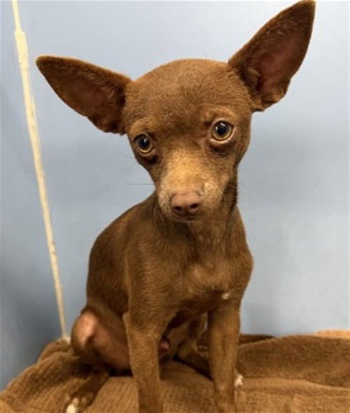 APOLLO - Chihuahua available for adoption