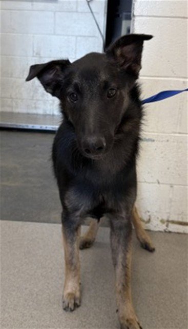 ARIES - German Shepherd Dog available for adoption