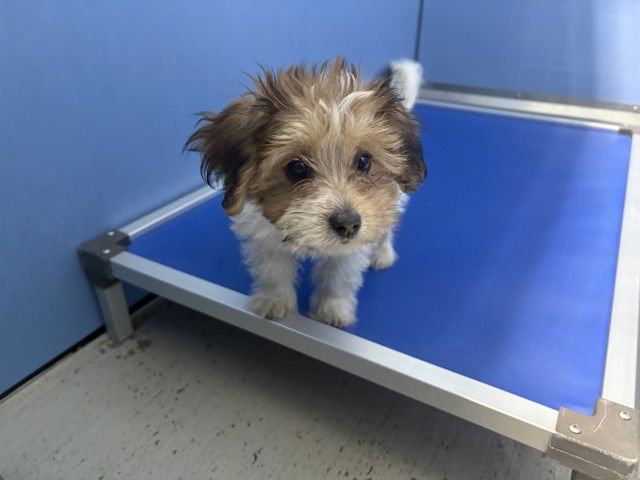 BROOKLYN - Maltese available for adoption