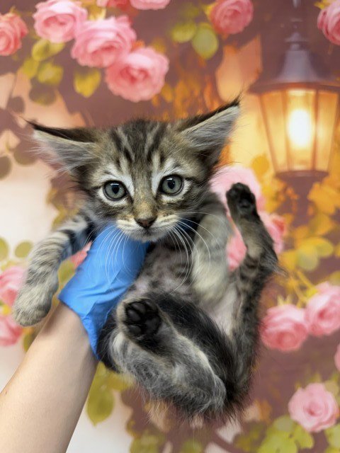 KOVU - Domestic Short Hair available for adoption
