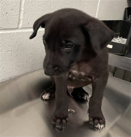 COOKIE - Labrador Retriever for adoption in San Bernardino