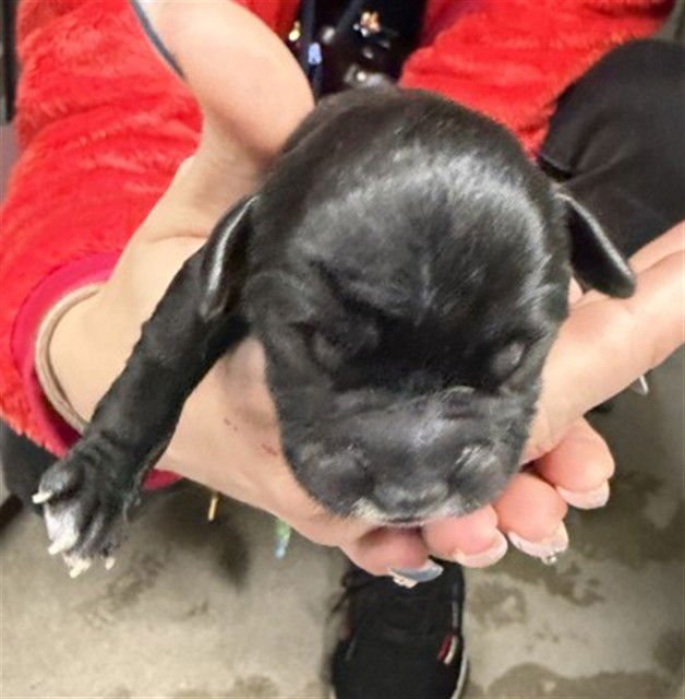 A588736 - Patterdale Terrier (Fell Terrier) available for adoption