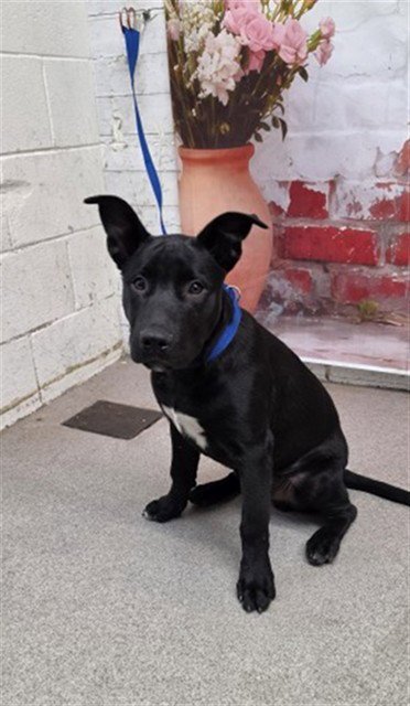 RILEY - Pit Bull Terrier available for adoption