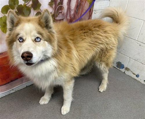 SHILOH - Siberian Husky available for adoption