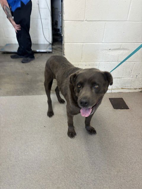 CHALUPA - Chow Chow / Labrador Retriever available for adoption