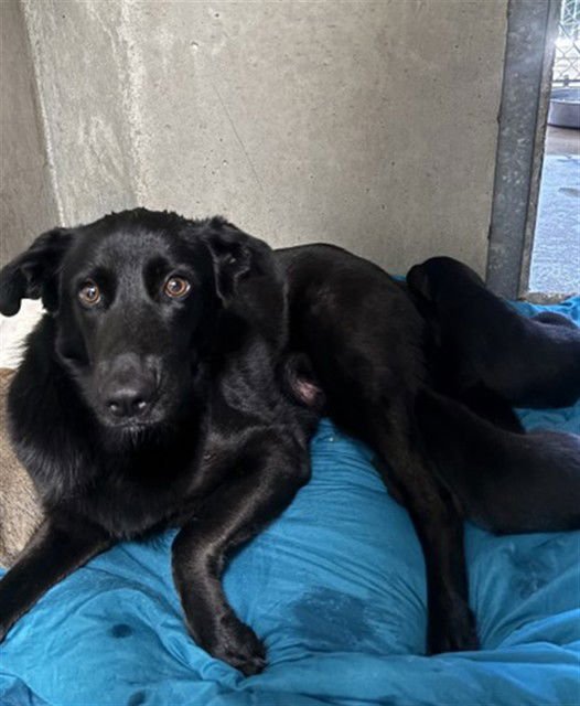 APPLE - Labrador Retriever available for adoption