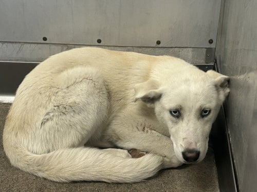 PEGGY - Siberian Husky available for adoption