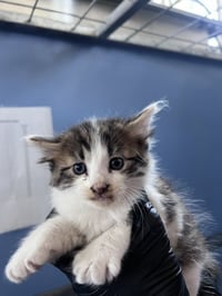 MONTY - Photo 1