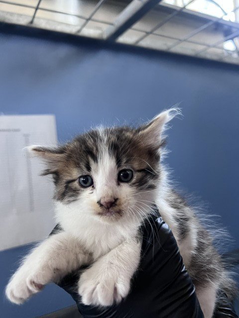 MONTY - Domestic Short Hair available for adoption