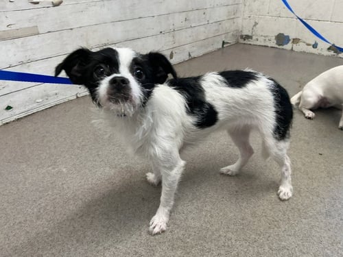 BETTY - Chihuahua available for adoption