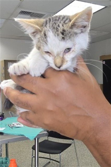 BONITA - Domestic Short Hair available for adoption