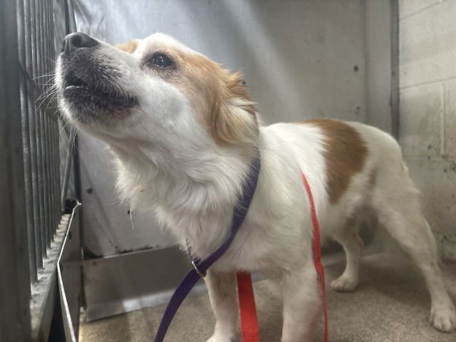 PRINCE - Papillon available for adoption