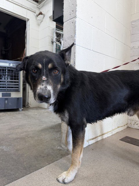 LENNOX - German Shepherd Dog available for adoption