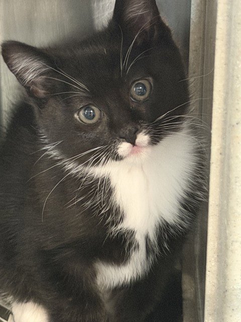 BEATRIX - Domestic Short Hair available for adoption