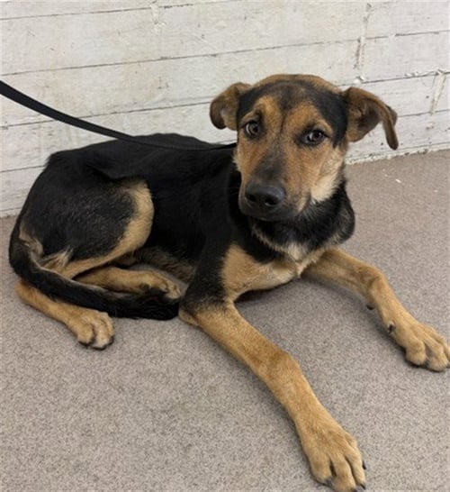DUKE - German Shepherd Dog available for adoption