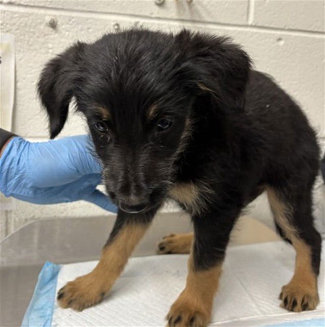 SPARKY - German Shepherd Dog available for adoption