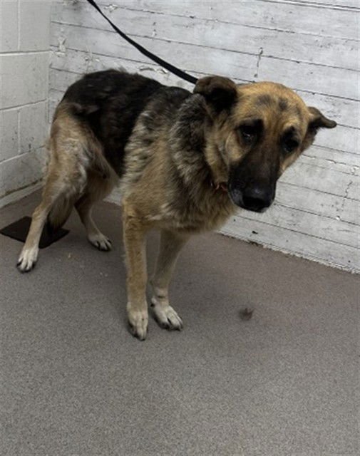 BENITA - German Shepherd Dog available for adoption