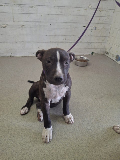 WAFFLE - Pit Bull Terrier available for adoption