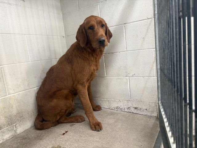SPIRIT - Labrador Retriever available for adoption