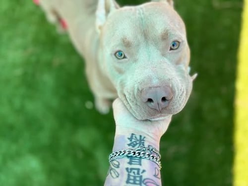 CARMELO - Pit Bull Terrier available for adoption