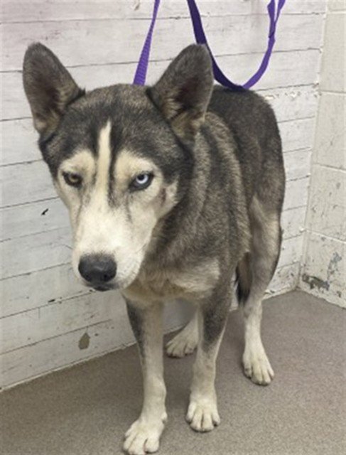 TOBIAS - Siberian Husky available for adoption
