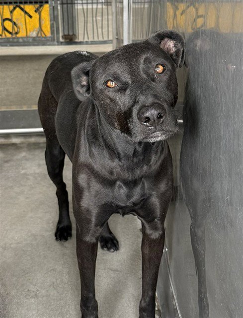 DINA - Labrador Retriever available for adoption