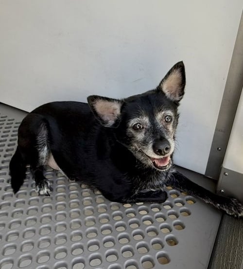 ELMER - Chihuahua available for adoption
