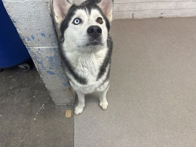 POCAHONTAS - Siberian Husky available for adoption