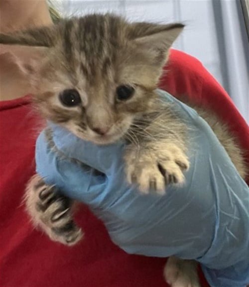 BUTTON - Domestic Short Hair available for adoption