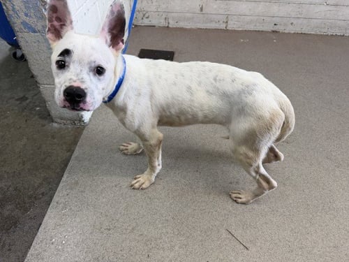 LENNY - Pit Bull Terrier available for adoption