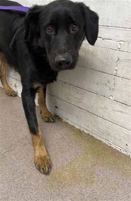 STEVIE - Australian Cattle Dog/Blue Heeler available for adoption