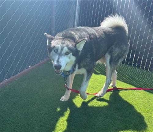 LOBO - Siberian Husky available for adoption