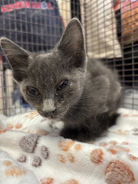 NESSIE - Domestic Short Hair available for adoption