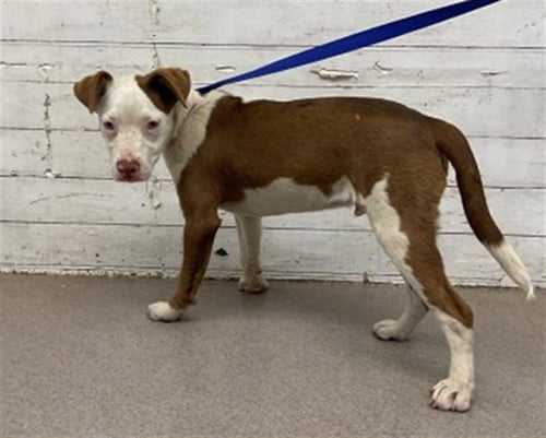 SERGEANT - Pit Bull Terrier available for adoption