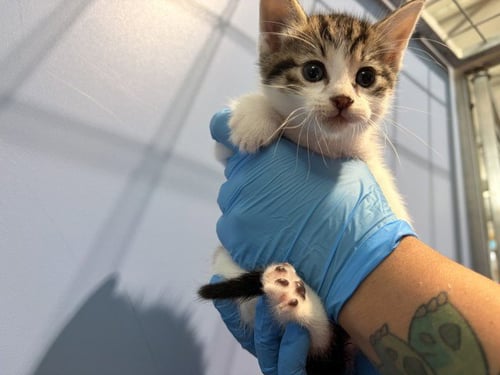 MISO - Domestic Short Hair for adoption in San Bernardino