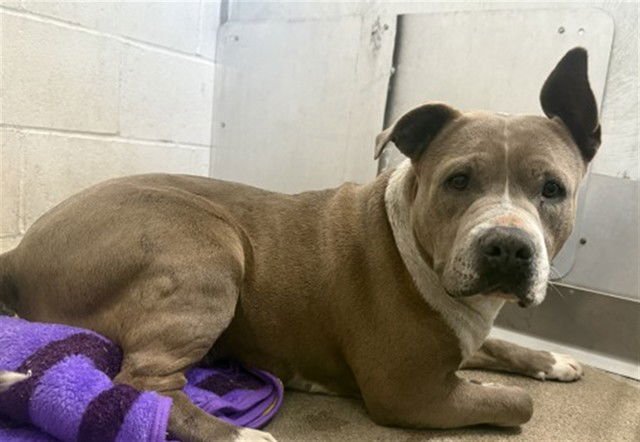 MONSTER - Pit Bull Terrier available for adoption