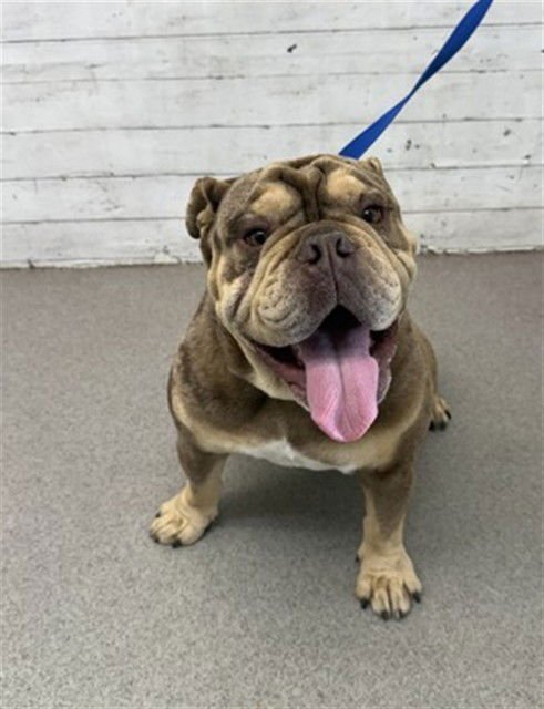 BERNIE - English Bulldog available for adoption