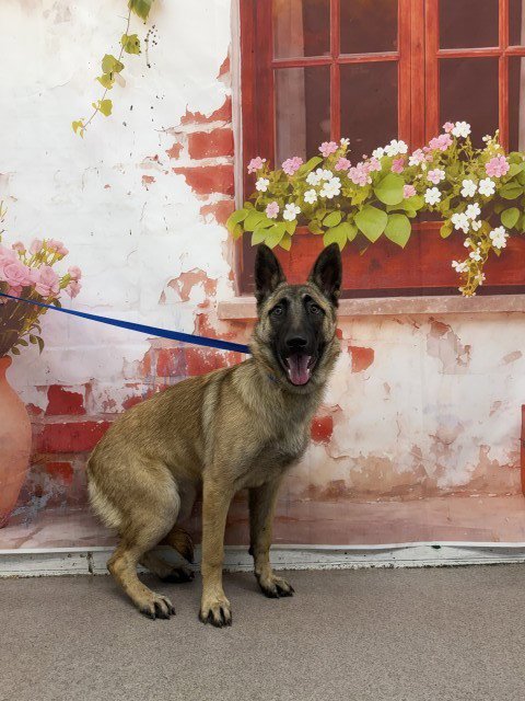 RITA - Belgian Shepherd Malinois available for adoption