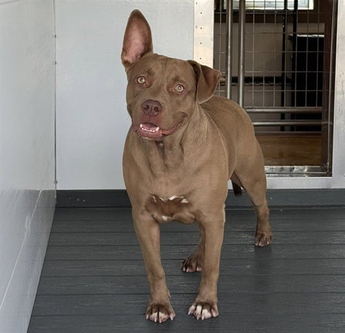 MAGNOLIA - Pit Bull Terrier available for adoption