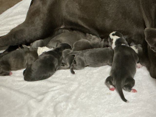 A590570 - Pit Bull Terrier available for adoption