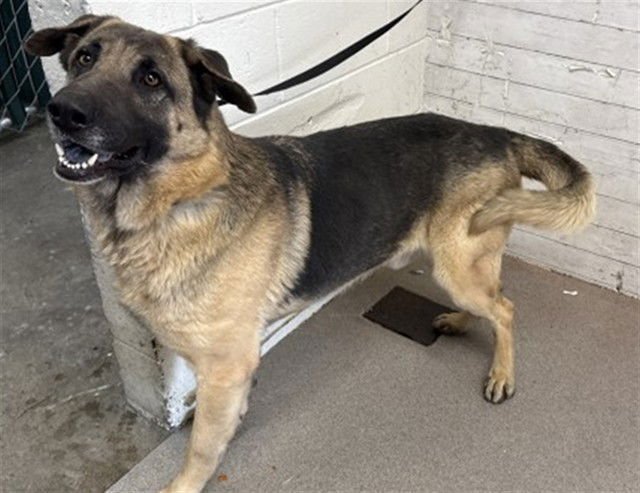 HARVEY - German Shepherd Dog available for adoption