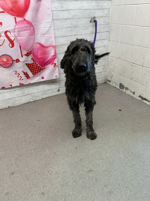 HUDSON - Poodle (Standard) available for adoption