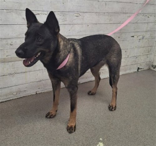 RIVER - Belgian Shepherd Malinois available for adoption