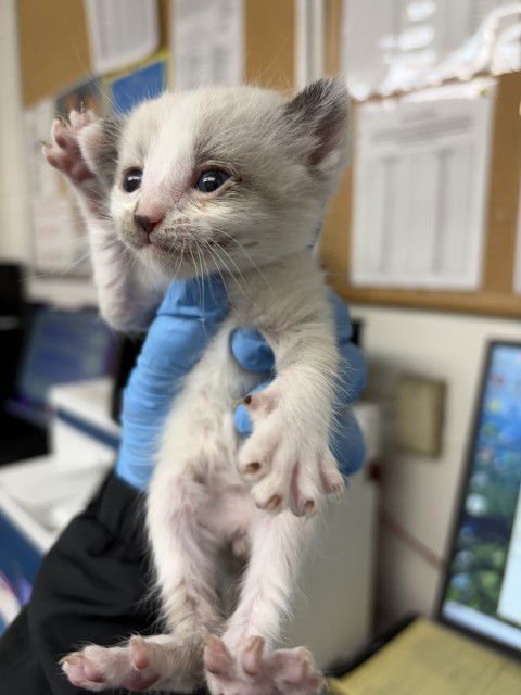 A590661 - Siamese available for adoption