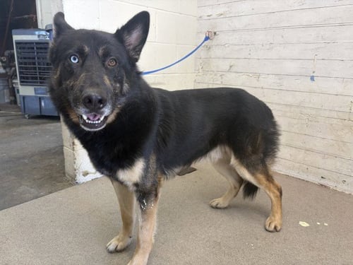 RADISH - German Shepherd Dog available for adoption