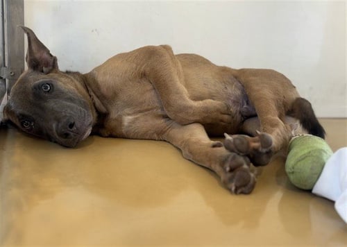 BURGER - Pit Bull Terrier available for adoption