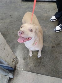 OPAL - Photo 1