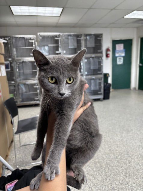 SUGAR - Domestic Medium Hair available for adoption