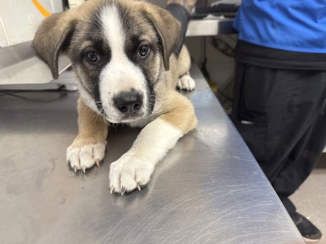 WALNUT - Mastiff available for adoption